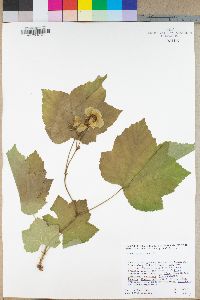 Rubus parviflorus image