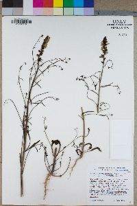 Sairocarpus coulterianus image