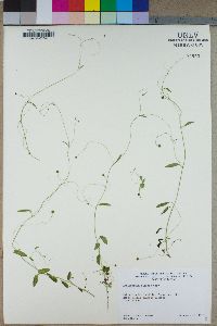 Neogaerrhinum filipes image