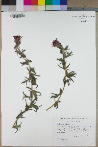 Castilleja affinis image