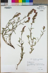 Castilleja applegatei image