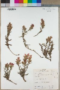 Castilleja breweri image