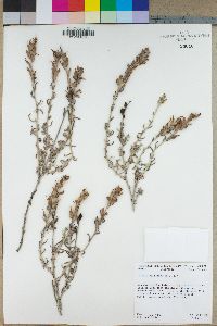 Castilleja foliolosa image