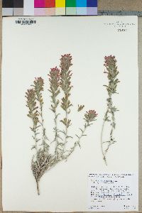 Castilleja foliolosa image