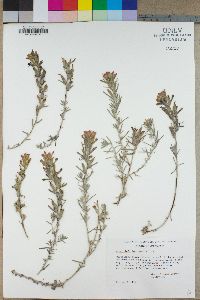 Castilleja foliolosa image