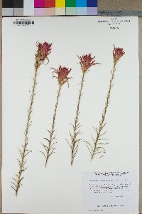 Castilleja linariifolia image