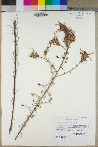 Castilleja linariifolia image