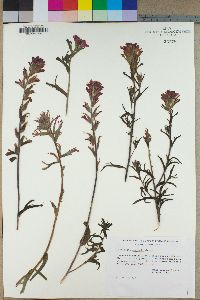 Castilleja martini image