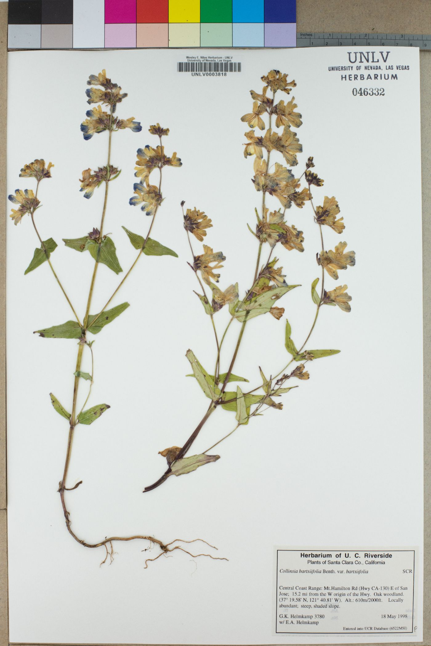 Collinsia bartsiifolia var. bartsiifolia image