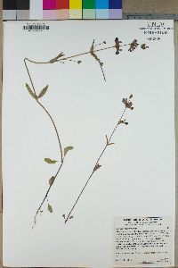 Collinsia concolor image