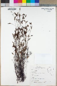 Cordylanthus capillaris image