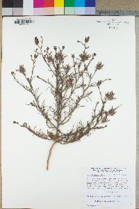 Cordylanthus helleri image