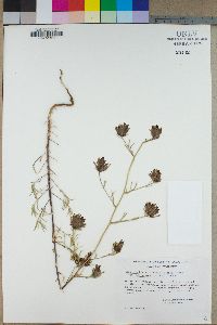 Cordylanthus littoralis image
