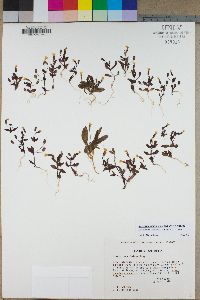 Erythranthe calcicola image