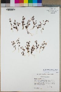Erythranthe calcicola image