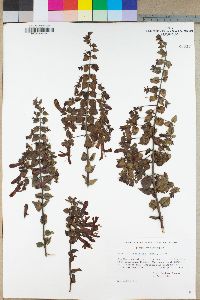 Keckiella cordifolia image