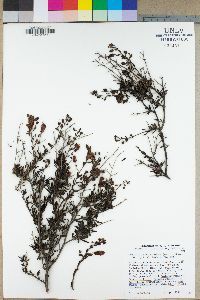 Keckiella antirrhinoides image