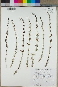 Keckiella rothrockii subsp. rothrockii image