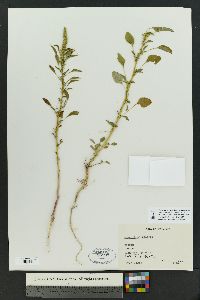 Amaranthus palmeri image