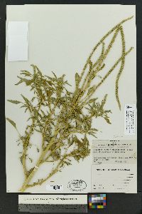 Amaranthus palmeri image