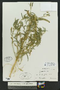 Amaranthus palmeri image