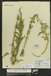 Amaranthus palmeri image