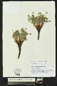 Cymopterus sessiliflorus image