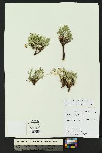 Cymopterus sessiliflorus image