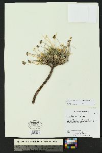 Cymopterus sessiliflorus image