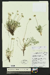 Cymopterus sessiliflorus image