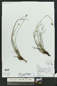 Cymopterus spellenbergii image