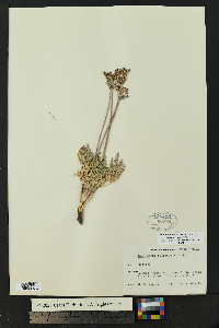 Lomatium orientale image