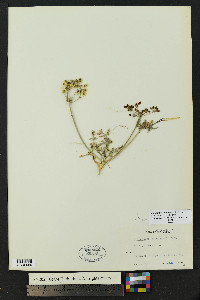 Lomatium orientale image