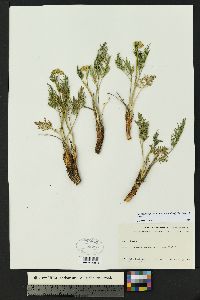 Pseudocymopterus montanus image