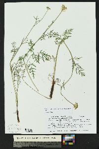 Pseudocymopterus montanus image