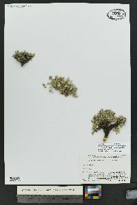 Shoshonea pulvinata image