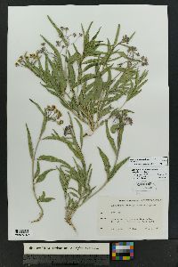 Asclepias macrosperma image