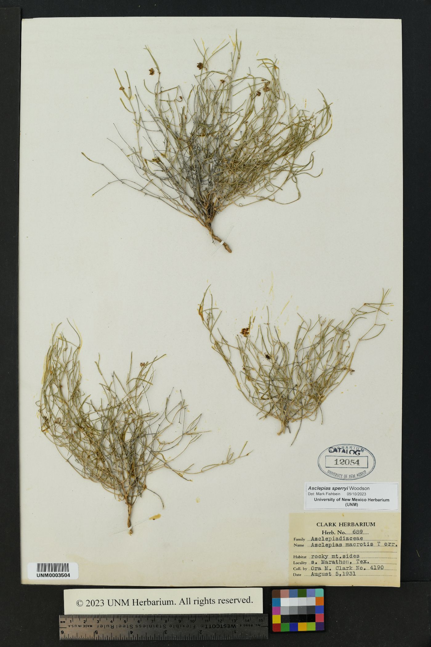 Asclepias sperryi image