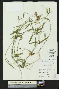 Funastrum heterophyllum image