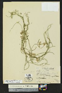 Funastrum heterophyllum image