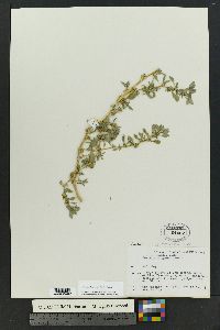 Amaranthus blitoides image