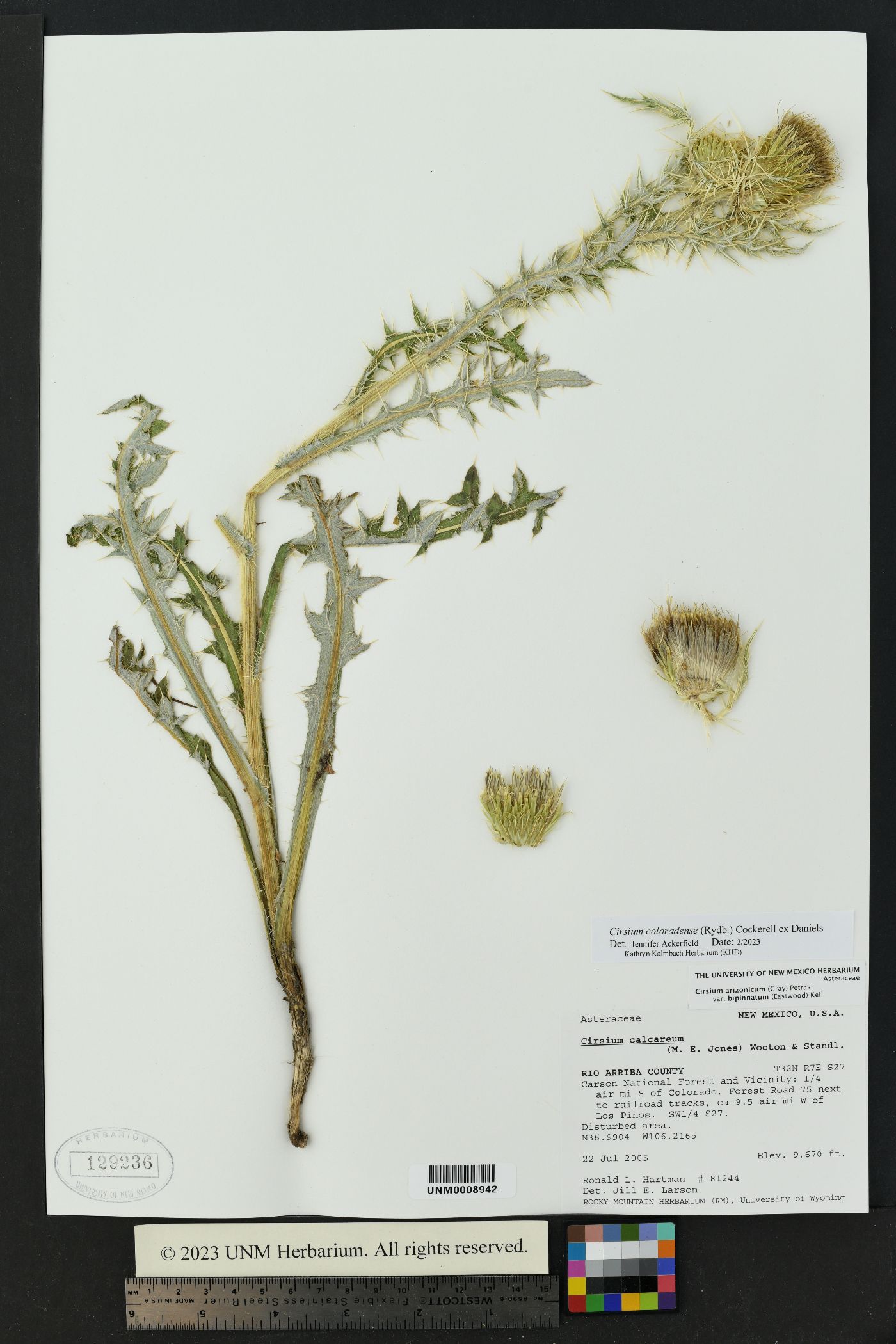 Cirsium tioganum var. coloradense image
