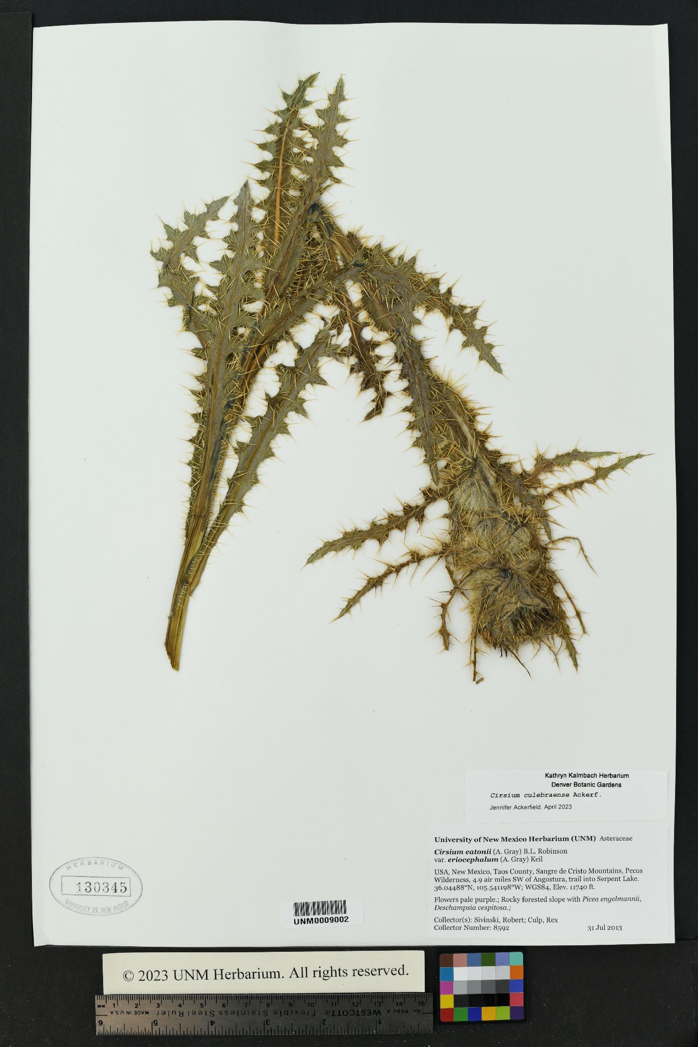 Cirsium culebraense image