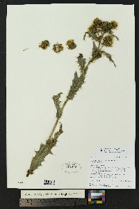 Cirsium parryi image