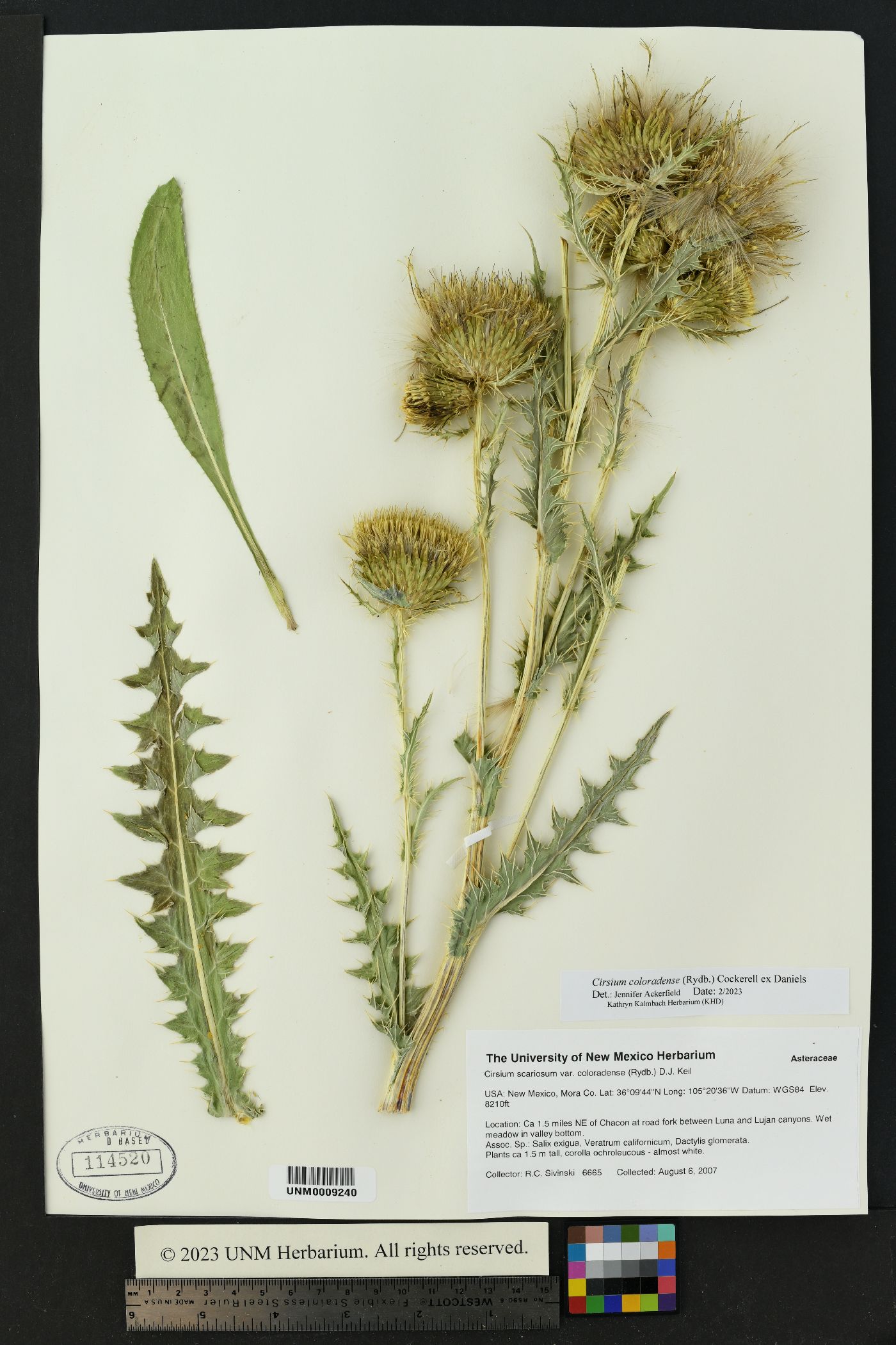 Cirsium tioganum var. coloradense image