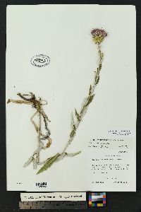 Cirsium wheeleri image
