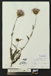 Cirsium wheeleri image