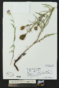 Cirsium wheeleri image