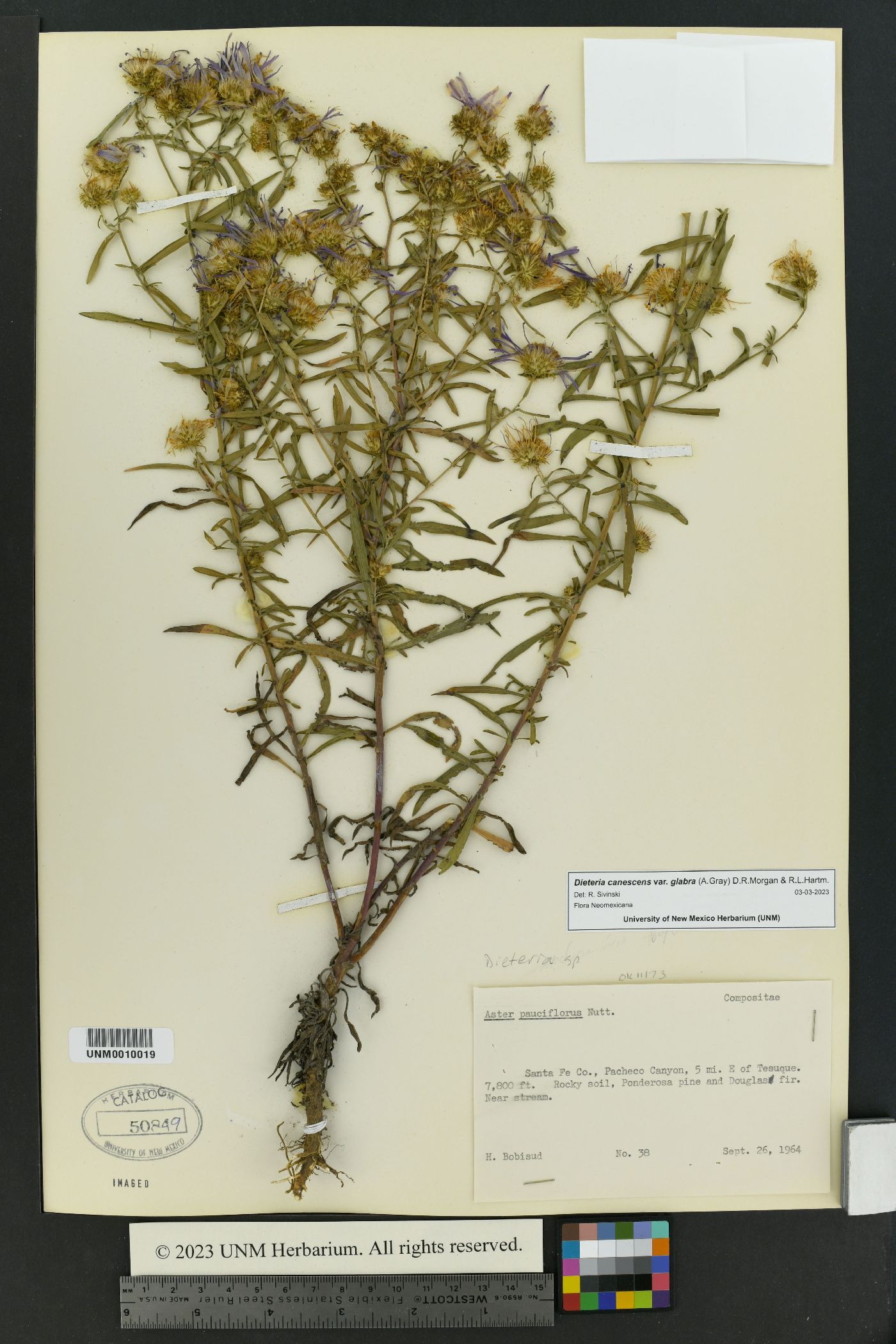 Dieteria canescens var. glabra image