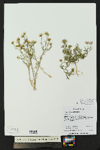 Erigeron bellidiastrum image